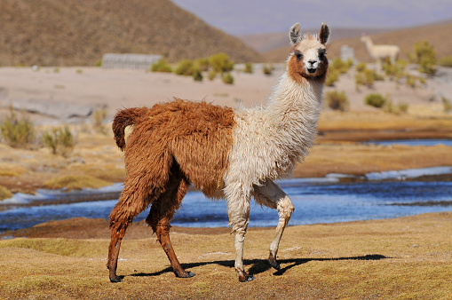 two llamas standing in the atacama volcanic region in Chile