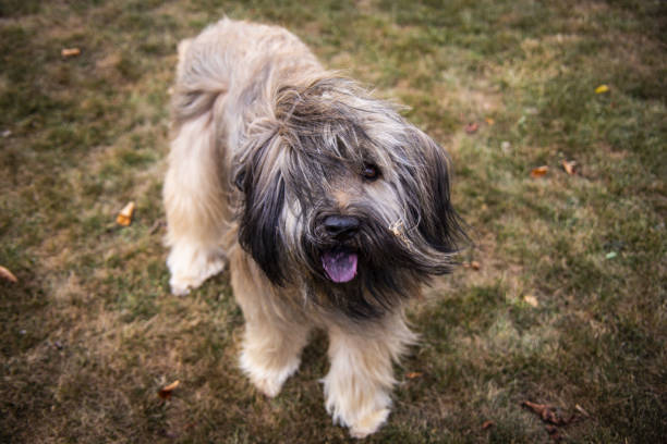 chien de berger catalan - sheepdog photos et images de collection