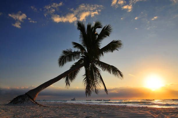 istock Tulum beach sunset and palm tree in Riviera Maya at Mayan Mexico. 1051777652