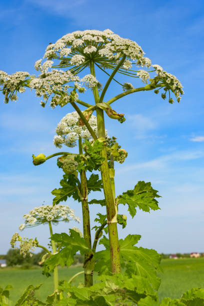 poisonous dangerous blooming giant weed tall hogweed