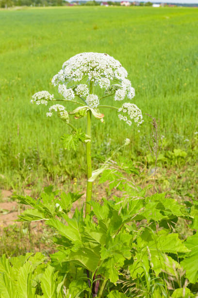 istock poisonous blooming giant weed hogweed 1051780768