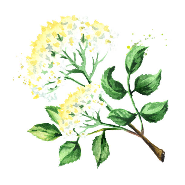 kwiaty kwiatu starszego. ilustracja ręcznie rysowana akwarelą, wyizolowana na białym tle - nigra stock illustrations