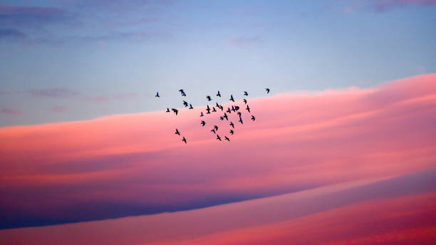 Birds migration Birds migration, silhouette of a flock of birds over beautiful pink sunset sky background, wild birds flying to the warm countries birds flying in sky stock pictures, royalty-free photos & images