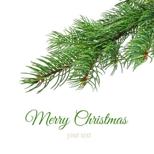 Green Christmas tree on white background