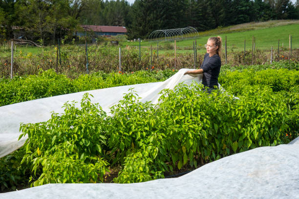 Covering pepper plants with frost cover cloth on an organic farm stock photo
