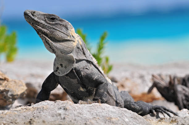 istock Ctenosaura similis, commonly known as the black spiny tailed iguana, black iguana, or black ctenosaur, Tulum Mexico. 1051789660