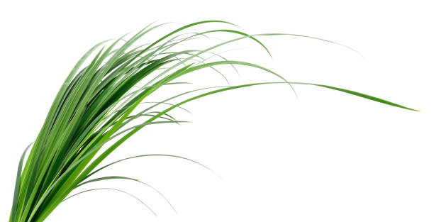 푸른 풀 잎 - blade of grass grass leaf long 뉴스 사진 이미지