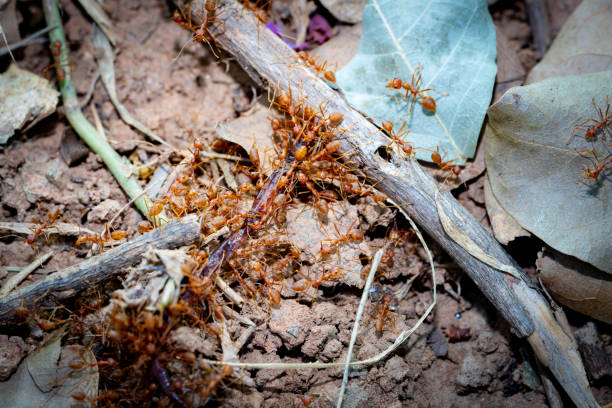 istock Ants transfer earthworm to food on leaf and ground 1051793328