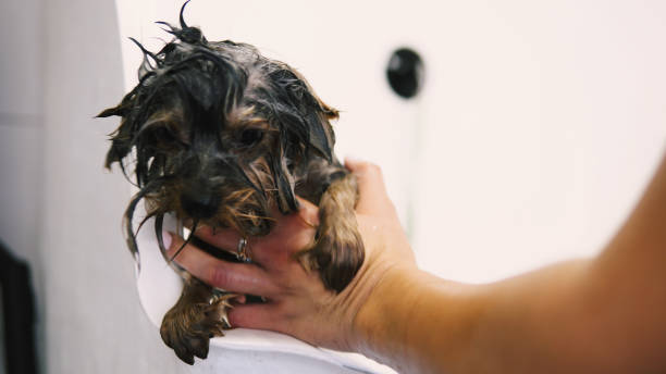 istock care for yorkshire terriers close-up 1051794384