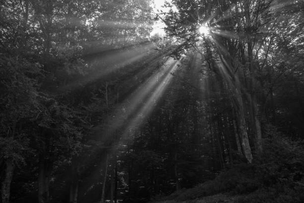 istock Sunbeams in forest _ black-and-white image 1051794606