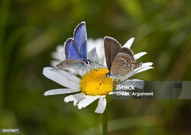 Deliciosos Flor - Fotografias de stock e mais imagens de Amarelo - Amarelo, Animal, Antena - Parte do corpo animal