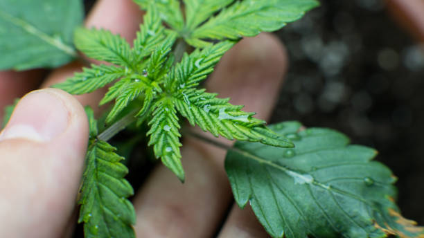 istock Water management and plant care - vegging process with marijuana. Plants watering process 1051798858