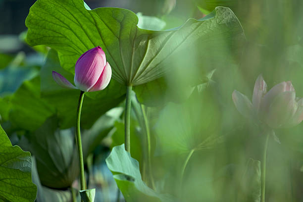 Water Lily stock photo