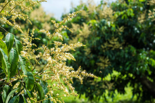 istock Longan Flower in the garden 1051799512