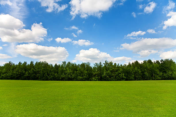 Field of grass, trees and sky