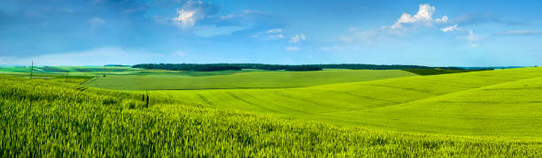 istock Panoramic view of beautiful yellow-green field hils with blue sky 1051803520