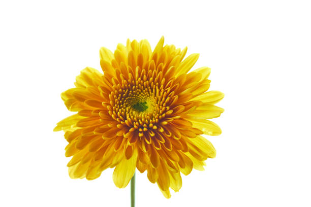 Beautiful chrysanthemum flower isolated on white background