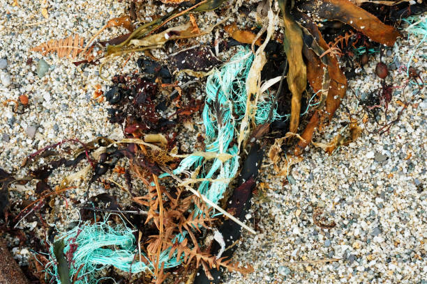 istock Close-up of Plastic Twine and Seaweed 1051813672
