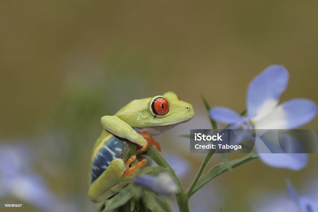 Rã de olhos vermelhos - Foto de stock de Animal royalty-free