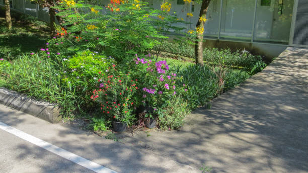istock little tree in the garden in Thailand 1051817396