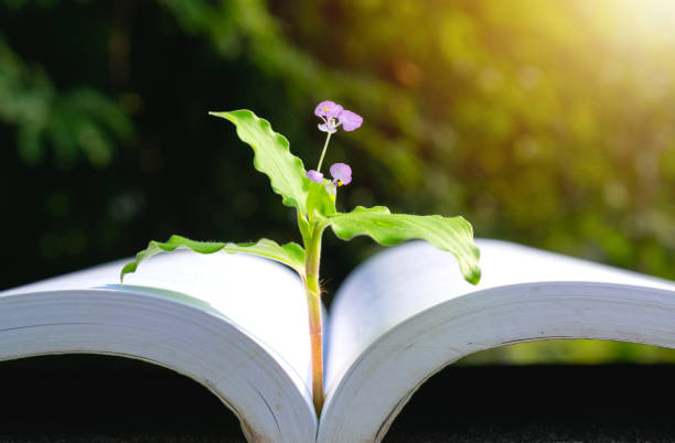Plant put in the book for idea concept on park nature background.