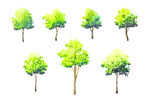 watercolor painting trees on white paper isolated background.