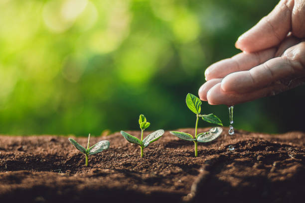 istock plant a tree Watering a tree in nature light and background 1051832280