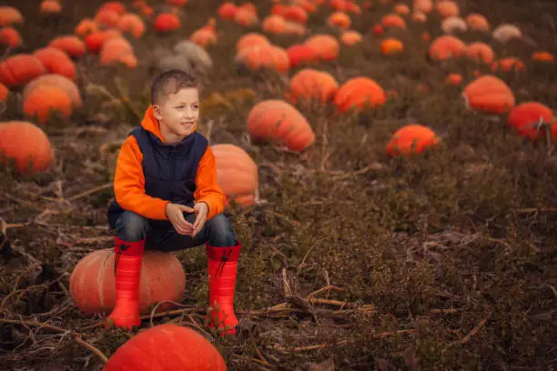 Adorable child having fun with pumpkin on pumpkinpatch on farm