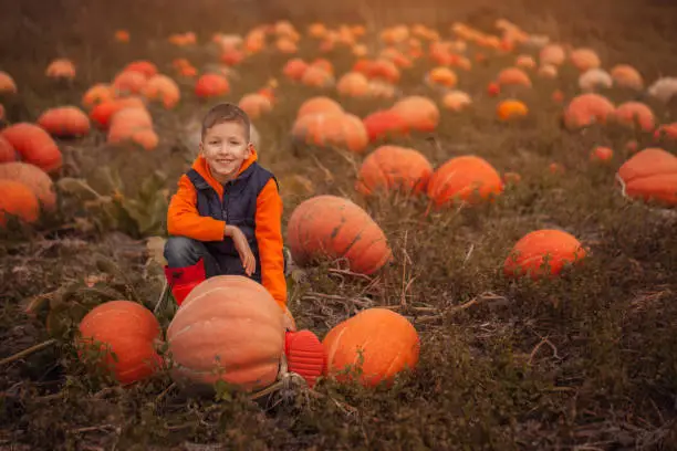 Adorable child having fun with pumpkin on pumpkinpatch on farm