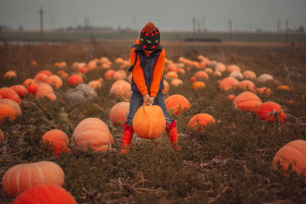 Cute boy picking out a pumpkin at pumpkin field at fall