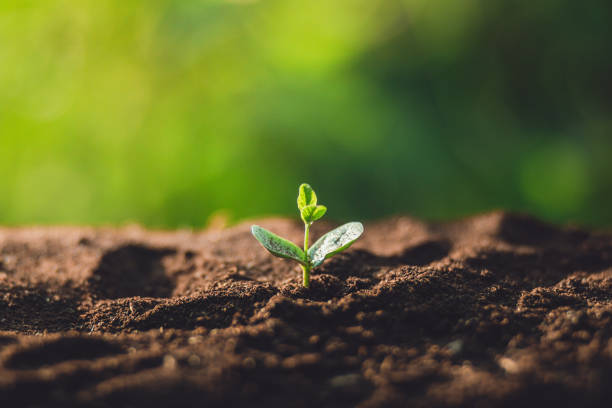 istock plant a tree Watering a tree in nature light and background 1051832618