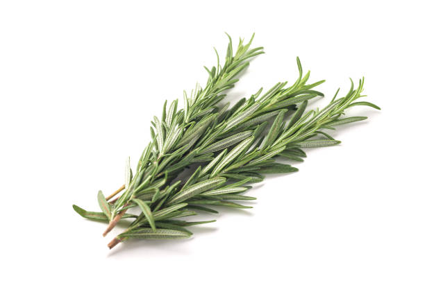 istock Fresh rosemary bunch isolated on white background 1051837278