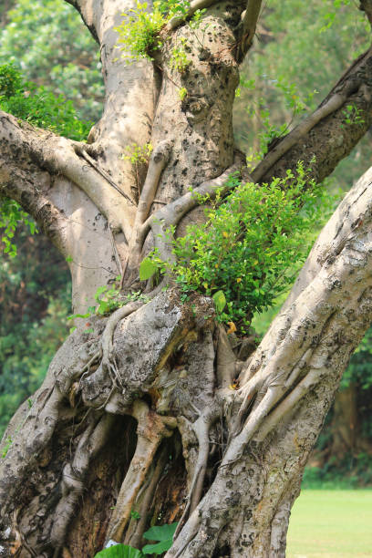 istock a branches and trees. Travel in nature. 1051851616