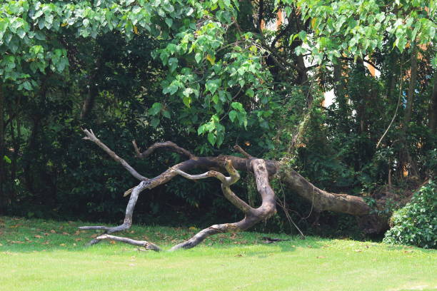 istock a branches and trees. Travel in nature. 1051852894