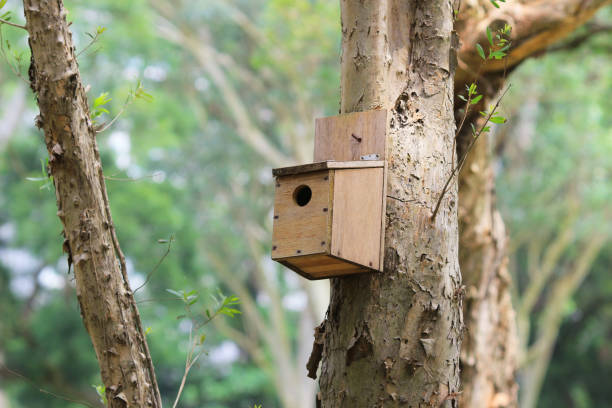 istock bird house outdoor in  forest on tree 1051857508