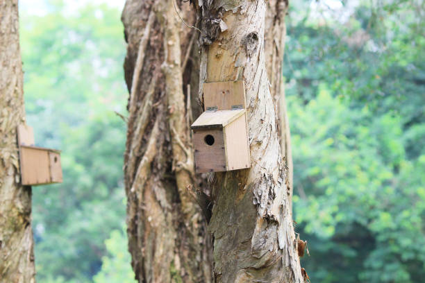 istock bird house outdoor in  forest on tree 1051860262