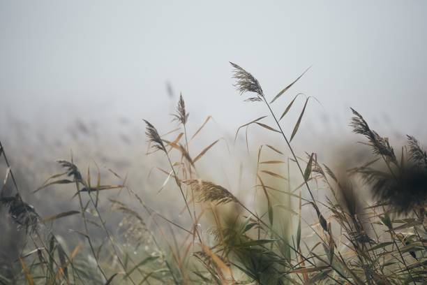 istock Reeds in gloomy autumn morning 1051860374