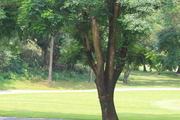 istock a branches and trees. Travel in nature. 1051862078