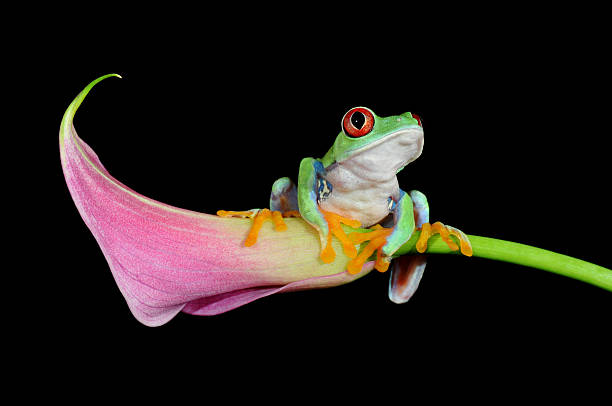 red eyed tree frog stock photo