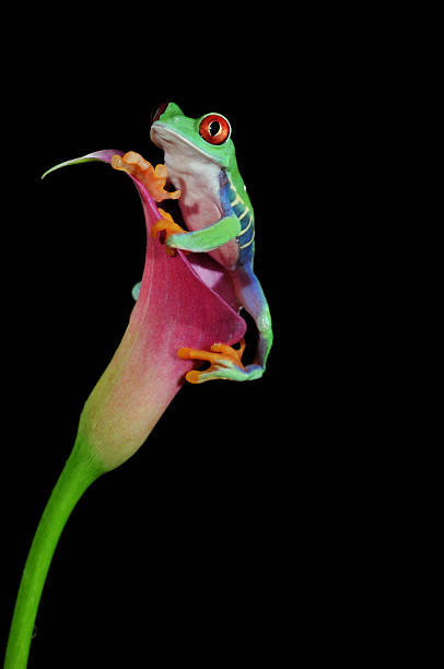 istock red eyed tree frog on flower 105186381