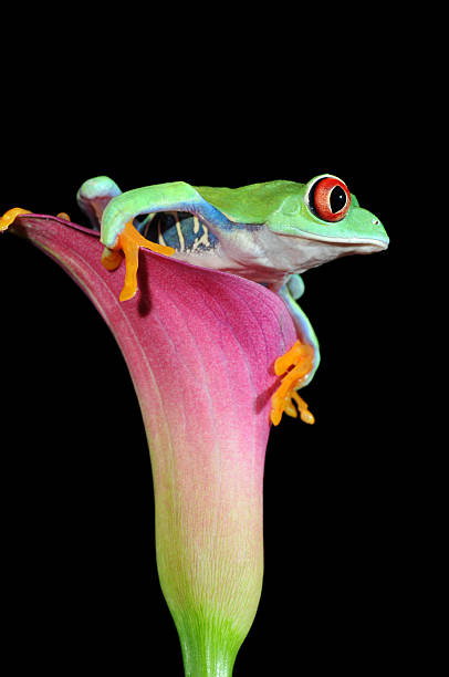 istock red eyed tree frog on calla flower 105186409