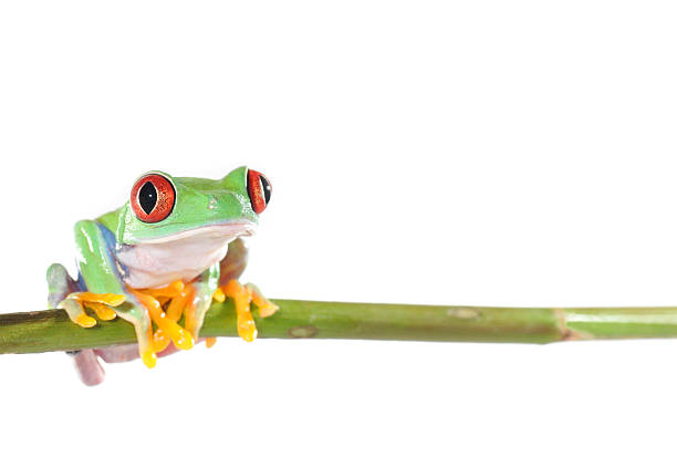 red eyed tree frog stock photo