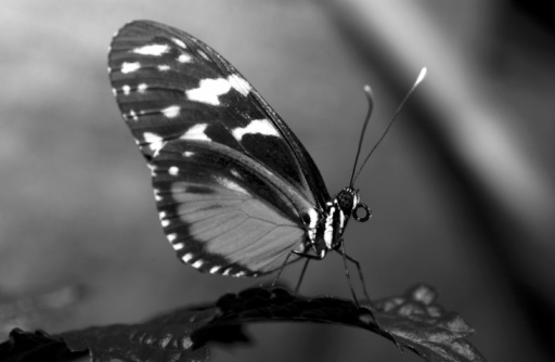 Profile of a B&W Butterfly sitting on  a leaf.