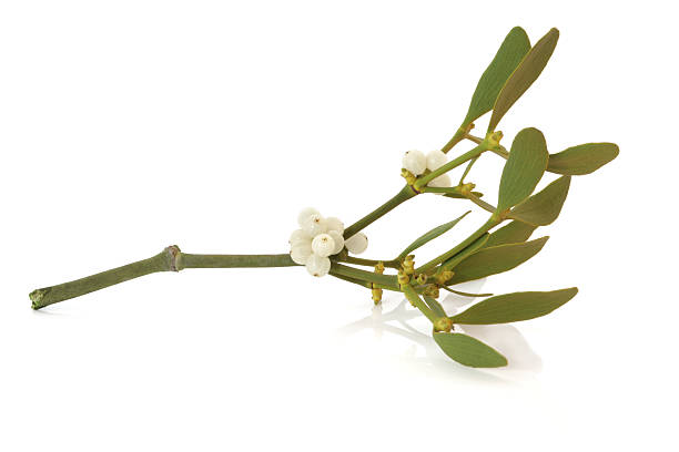 rametto di foglie di vischio con bacche - mistletoe foto e immagini stock