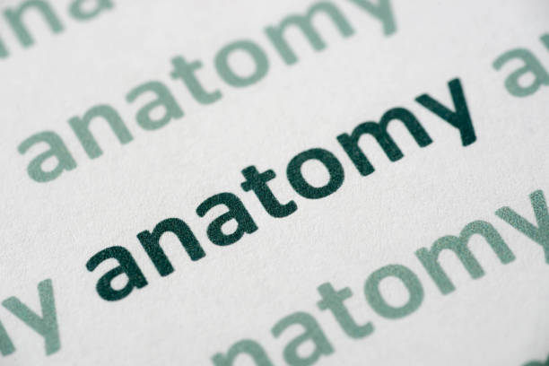 istock word anatomy  printed on paper macro 1051901974