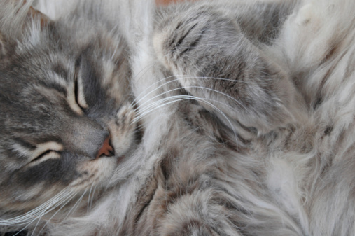 Digital photo of a long-haired gray cat sleeping with curled paw.
