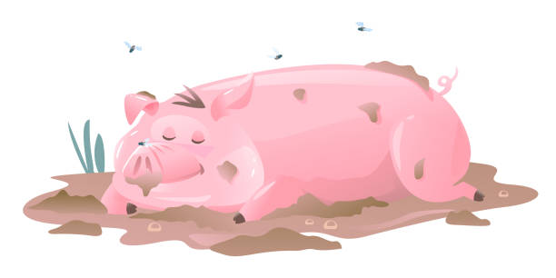 Dirty Pig Sleeps in Mud One dirty pig cartoon lies on mud and sleeps, sleeping pig in the middle of puddle with mud and flies, isolated on white clip art of a yuck mouth stock illustrations
