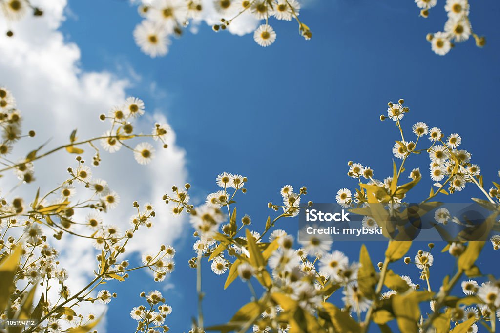 Looking up Flowers seen from bottom. Sky in the background. Agricultural Field Stock Photo