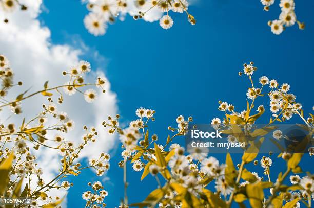 Looking Up Stock Photo - Download Image Now - Agricultural Field, At The Bottom Of, Beauty In Nature