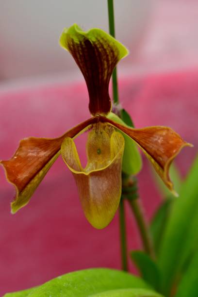 istock Diversity of Orchid Flowers 1051952150